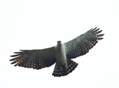 Spizaetus melanoleucus