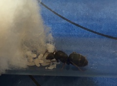 Lasius