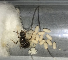 Lasius