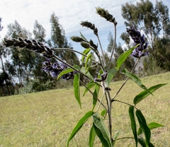 Otholobium pubescens