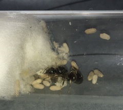 Lasius