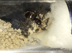 Lasius