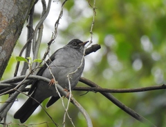Turdus subalaris