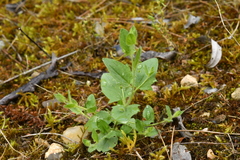 Kickxia elatine elatine