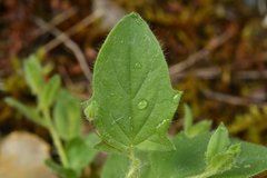 Kickxia elatine elatine