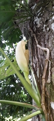 Monstera adansonii image