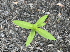 Asclepias
