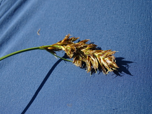 Image of Blysmus compressus by (c) Grzegorz Grzejszczak, some rights reserved (CC BY-SA)