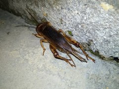 Tarbinskiellus portentosus