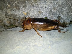 Tarbinskiellus portentosus