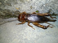 Tarbinskiellus portentosus