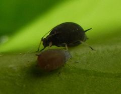 Aphis hederae