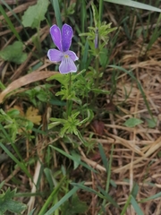 Viola disjuncta