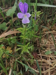 Viola disjuncta