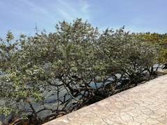 Conocarpus erectus sericeus