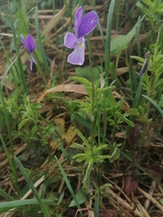 Viola disjuncta