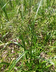 Scirpus radicans