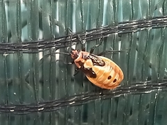 Spilostethus pandurus