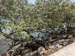 Conocarpus erectus sericeus