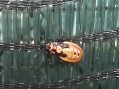 Spilostethus pandurus