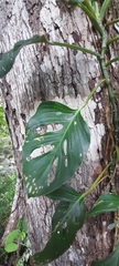 Monstera adansonii