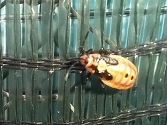 Spilostethus pandurus