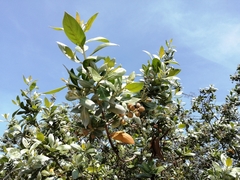 Conocarpus erectus sericeus