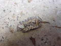 Porcellio spinipennis