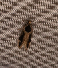 Pseudochelaria walsinghami