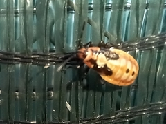 Spilostethus pandurus