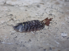 Porcellio spinipennis