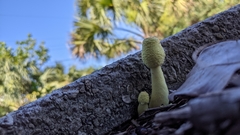 Leucocoprinus birnbaumii image