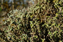 Pharnaceum microphyllum