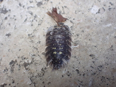 Porcellio spinipennis