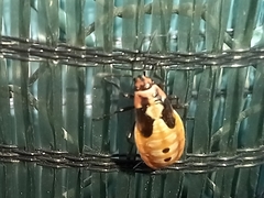 Spilostethus pandurus