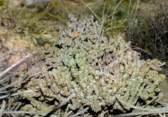 Pharnaceum microphyllum