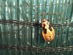 Spilostethus pandurus