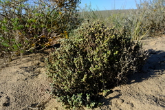 Pharnaceum microphyllum