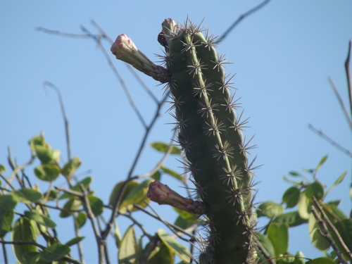 Stenocereus standleyi
