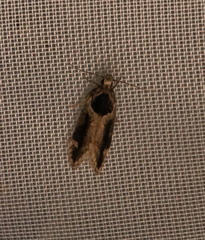 Pseudochelaria walsinghami