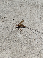 Megarhyssa macrurus icterosticta