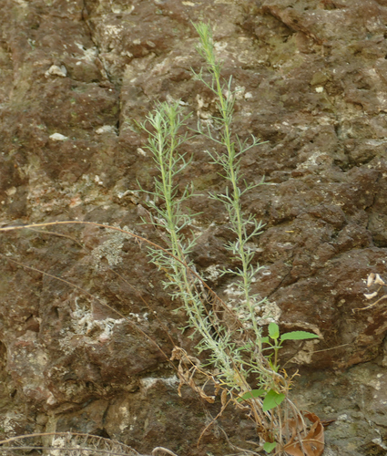 Artemisia wrightii