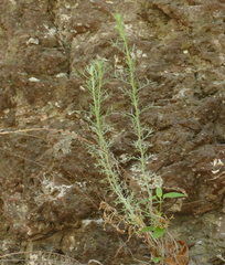 Artemisia carruthii wrightii