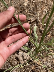 Centaurea