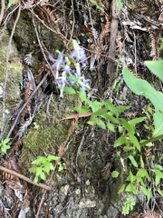 Campanula prenanthoides