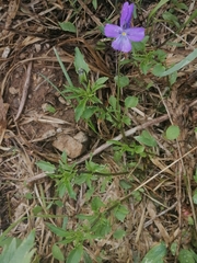 Viola disjuncta