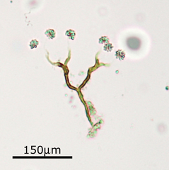 Anthophysa vegetans