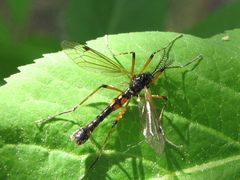Tanyptera