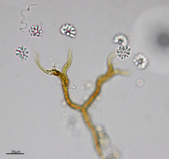 Anthophysa vegetans