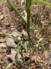 Centaurea